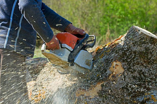 Lawn Grading and Leveling in Bement, IL